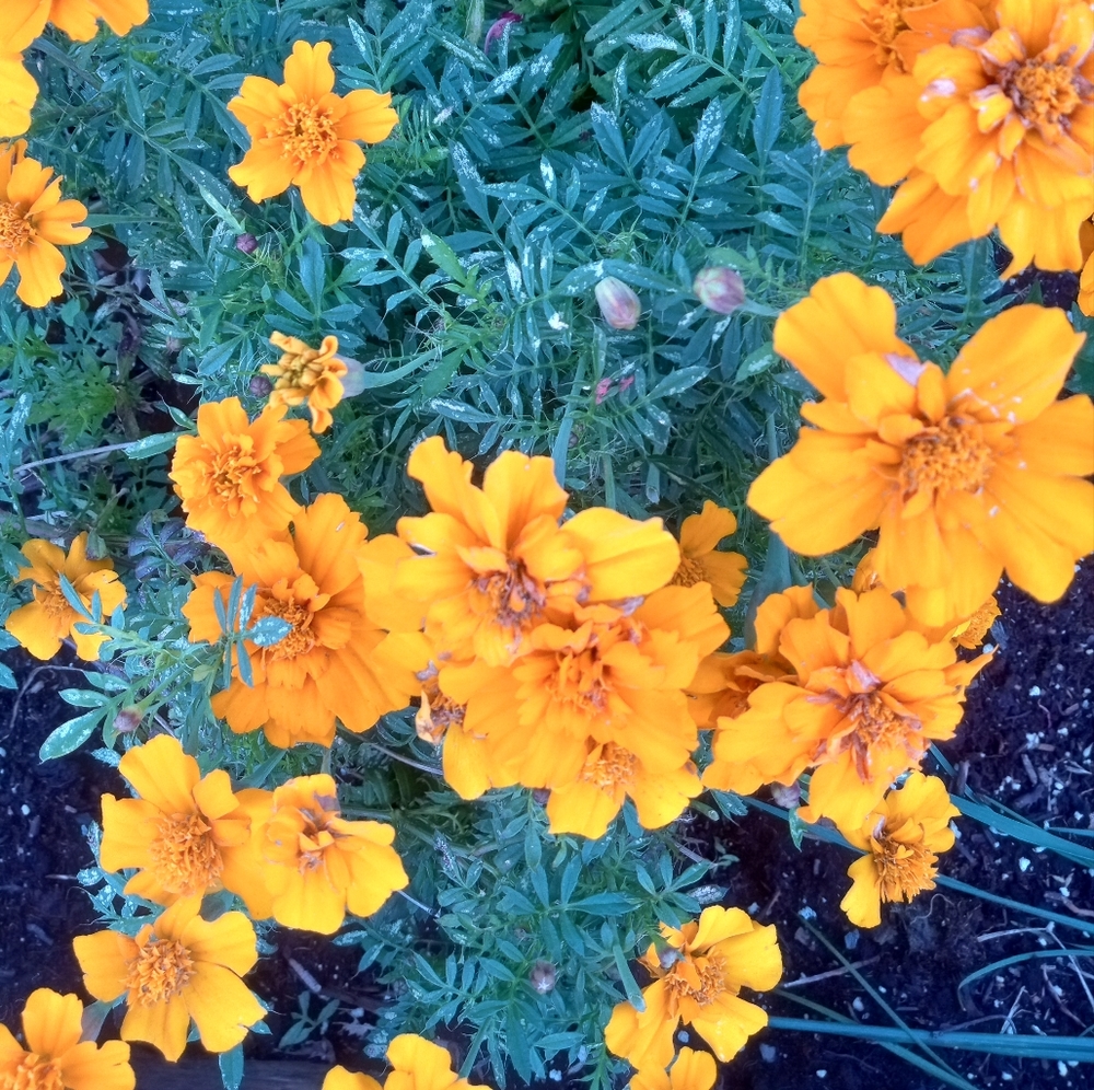 2000 light orange marigold seeds